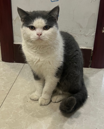 猫咪一只，有喜欢的吗？