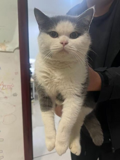 猫咪一只，有要领养的吗